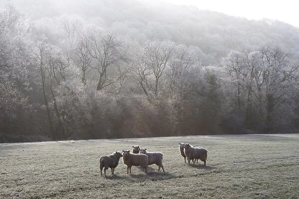 Devon sheep, Exe Valley, Devon, England, United Kingdom, Europe