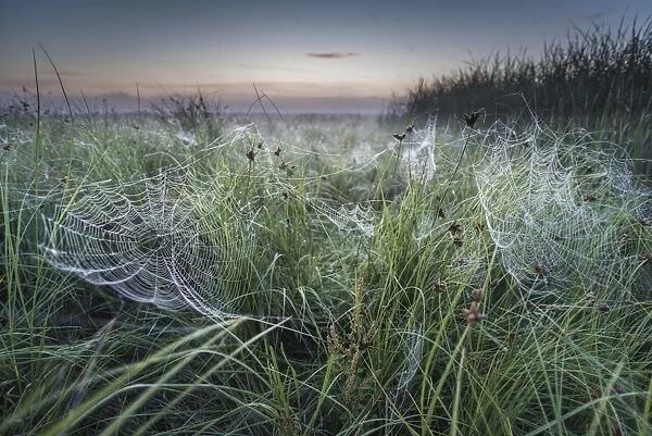 Dew covered orb web in mist at dawn, Elmley Marshes National Nature Reserve, Isle of Sheppey