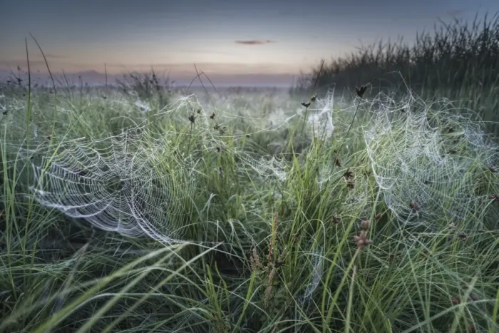 Framed Print : Dew covered orb web in mist at dawn, Elmley Marshes National Nature Reserve, Isle of Sheppey Framed Print : Dew covered orb web in mist at dawn, Elmley Marshes National Nature Reserve, Isle of Sheppey