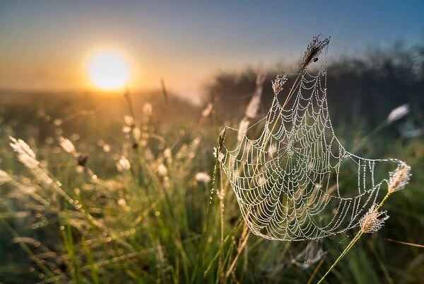 Dew covered spiders web, at sunrise, North Kent Marshes, Kent, England, United Kingdom