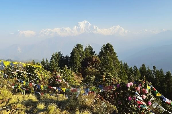 Dhaulagiri Himal seen from Poon Hill, Annapurna Conservation Area, Dhawalagiri (Dhaulagiri), Western Region (Pashchimanchal), Nepal, Himalayas, Asia