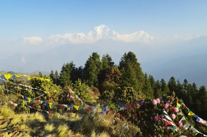 Framed Print : Dhaulagiri Himal seen from Poon Hill, Annapurna Conservation Area, Dhawalagiri (Dhaulagiri), Western Region (Pashchimanchal), Nepal, Himalayas, Asia