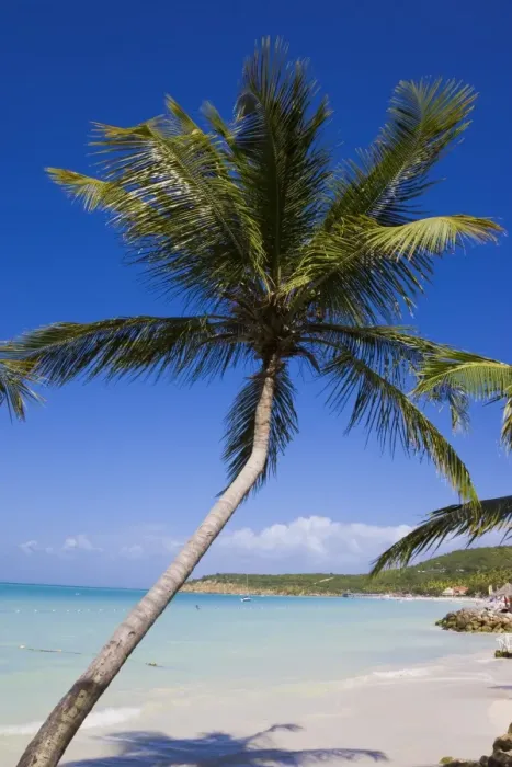 Framed Print : Dickenson Bay Beach, the largest and most famous beach on the island, Antigua Framed Print : Dickenson Bay Beach, the largest and most famous beach on the island, Antigua