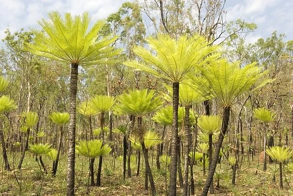 Dicksonia tree ferns in Litchfield National Park, Northern Territory, Australia, Pacific