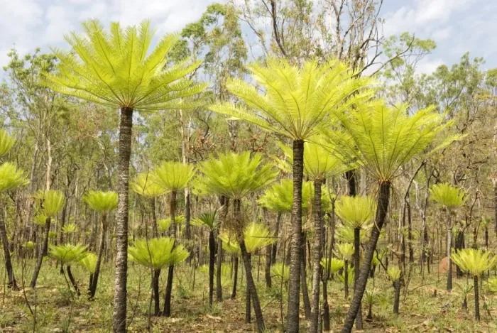 Framed Print : Dicksonia tree ferns in Litchfield National Park, Northern Territory, Australia, Pacific Framed Print : Dicksonia tree ferns in Litchfield National Park, Northern Territory, Australia, Pacific