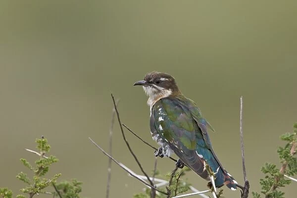 Diederik cuckoo (Chrysococcyx caprius), male, Ngorongoro Conservation Area, UNESCO