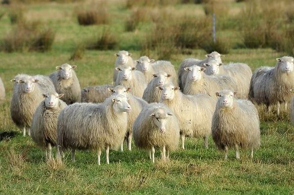 Diepholzer Moorschnucke (Moorland sheep) (Ovis aries), a rare old breed adapted to moorland living, Rehdener Geestmoor, Lower Saxony, Germany, Europe