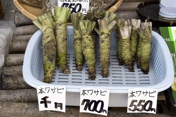 Three different sizes of raw wasabi horseradish root for sale at a market in Echizen-Ono
