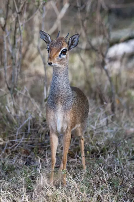 Framed Print : Dik Dik (Madoqua kirkii), Masai Mara, Kenya, East Africa, Africa Framed Print : Dik Dik (Madoqua kirkii), Masai Mara, Kenya, East Africa, Africa