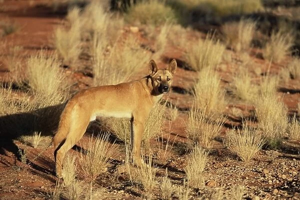 Dingo, Canis familiaris dingo, Red Centre, Northern Territory, Australia, Pacific