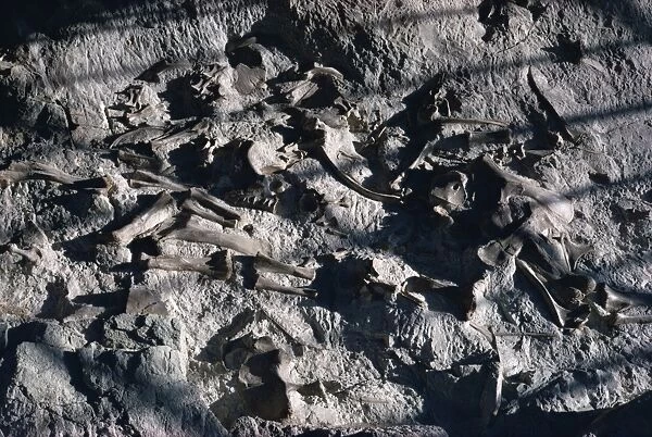 Dinosaur bones, Dinosaur National Park, Utah and Colorado, United States of America