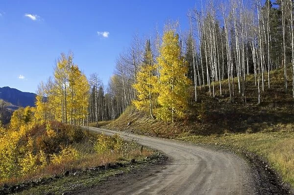 Dirt road winding through aspens in fall color