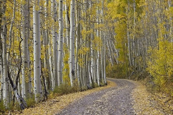 Dirt road through yellow aspen in the fall, Uncompahgre National Forest, Colorado