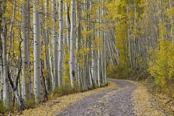 Framed Print : Dirt road through yellow aspen in the fall, Uncompahgre National Forest, Colorado Framed Print : Dirt road through yellow aspen in the fall, Uncompahgre National Forest, Colorado