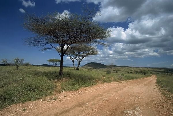 Dirt track road and acacia trees