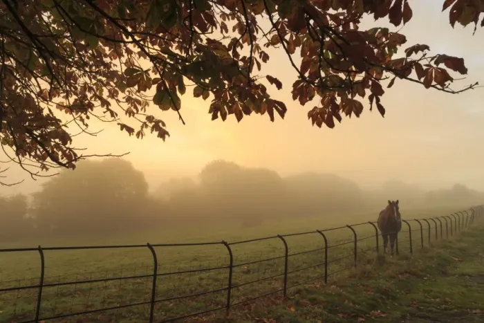 Framed Print : Distant horse in a field at sunrise on a foggy morning in autumn, High Tor, Matlock