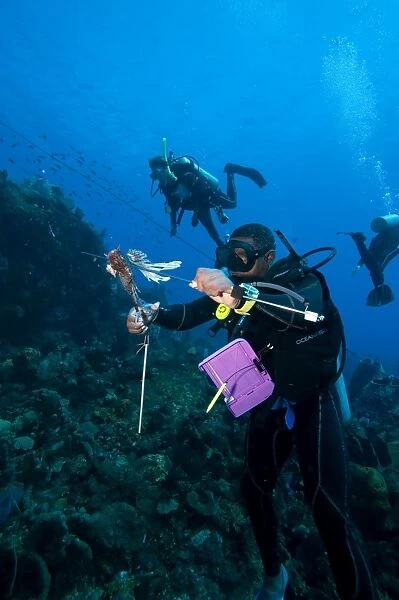 Dive guide culling Pacific lionfish which have infested the Caribbean, Dominica, West Indies, Caribbean, Central America
