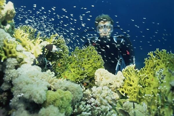 Diver with Anthias fish swimming around hard coral, Gordon Reef, Straits of Tiran