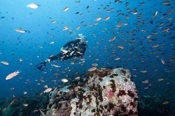 Diver swimming through a school of fish, Thailand, Southeast Asia, Asia