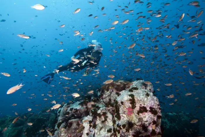 Framed Print : Diver swimming through a school of fish, Thailand, Southeast Asia, Asia Framed Print : Diver swimming through a school of fish, Thailand, Southeast Asia, Asia