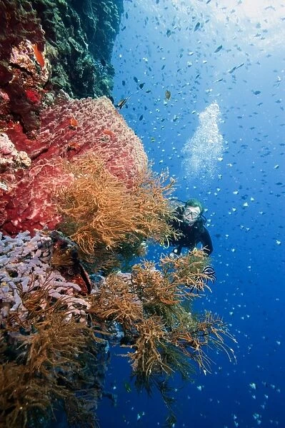 Diver swimming along a wall at Bunaken, Sulawesi, Indonesia, Southeast Asia, Asia