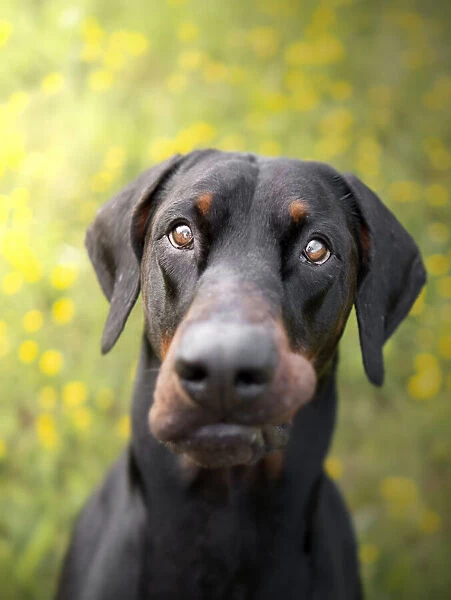 Dobermann dog in a field of yellow flowers, Italy, Europe