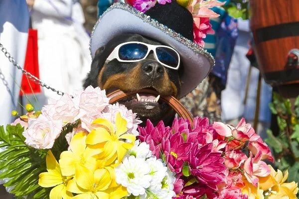 Dog carrying flowers at the Carnival in Funchal, Madeira, Portugal, Europe