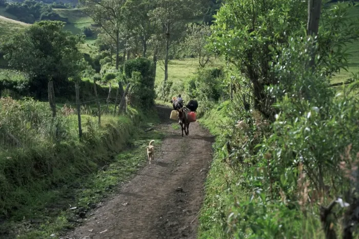 Framed Print : Dog leads the way for donkey and keeper, near Cotopaxi volcano, Ecuador, South America Framed Print : Dog leads the way for donkey and keeper, near Cotopaxi volcano, Ecuador, South America