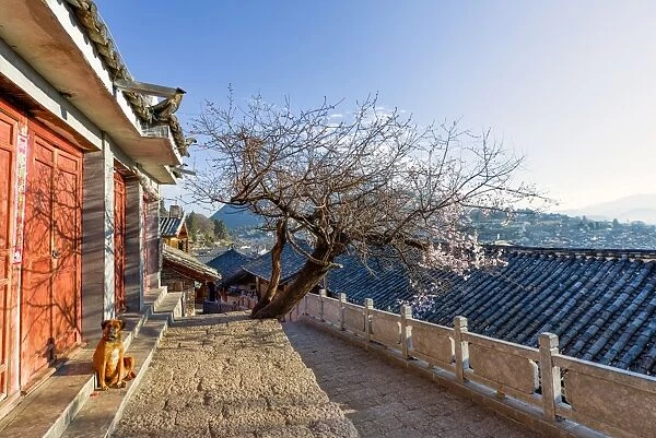 Dog sitting in the sun, with plum tree and Lijiang roofs, Lijiang, Yunnan, China, Asia