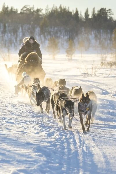 Dog sledding in the snowy landscape of Kiruna, Norrbotten County, Lapland, Sweden