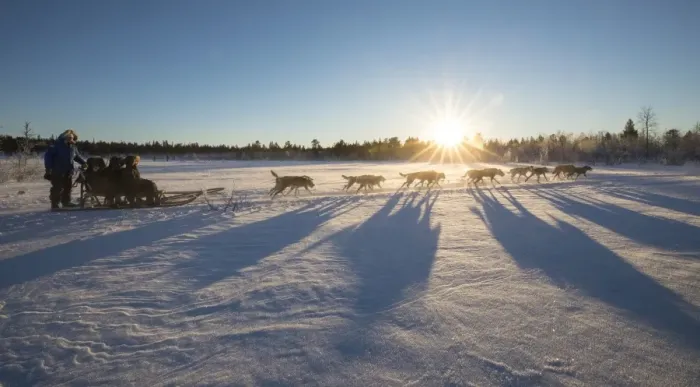 Framed Print : Dog sledding in the snowy landscape of Kiruna, Norrbotten County, Lapland, Sweden Framed Print : Dog sledding in the snowy landscape of Kiruna, Norrbotten County, Lapland, Sweden