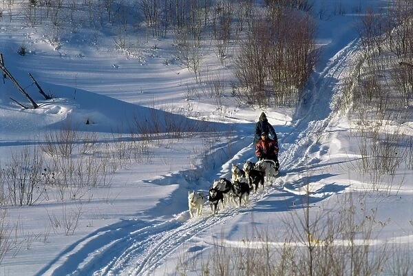 Dog sleigh, province of Quebec, Canada, North America