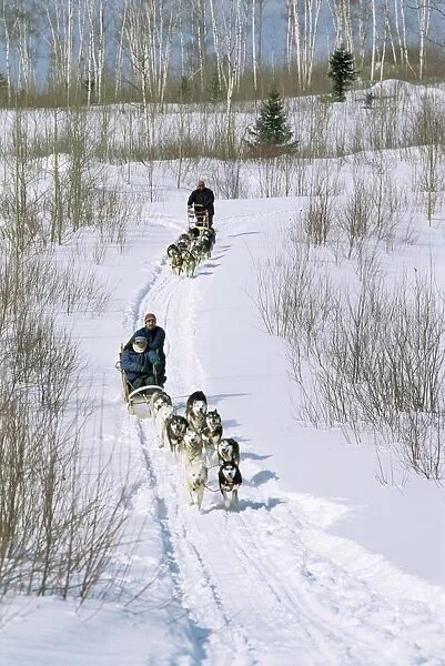 Dog sleighs, province of Quebec, Canada, North America