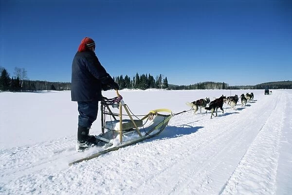 Dog team drawing sledge, Quebec, Canada, North America