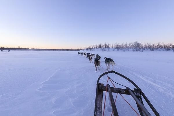 Dogs pulling the sled, Kiruna, Norrbotten County, Lapland, Sweden, Scandinavia, Europe