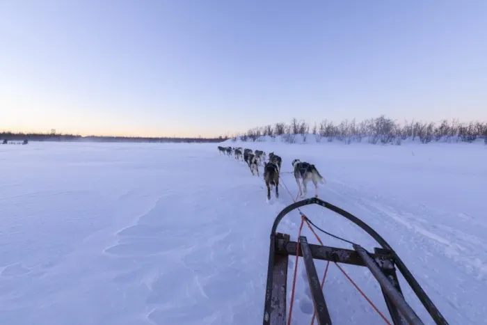 Framed Print : Dogs pulling the sled, Kiruna, Norrbotten County, Lapland, Sweden, Scandinavia, Europe