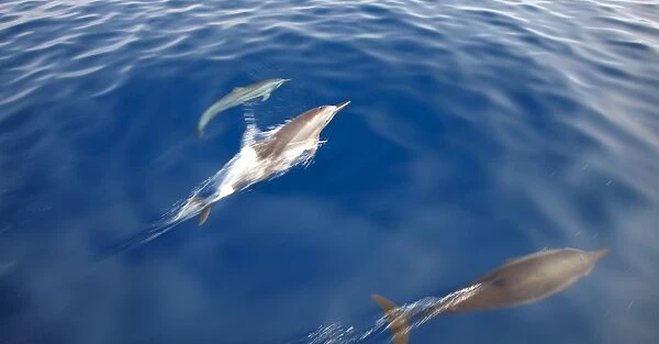 Dolphins, Maldives, Indian Ocean, Asia