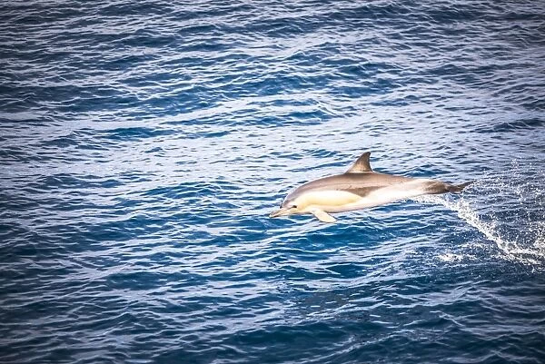 Dolphins seen near Whakatane and Tauranga in the Bay of Plenty, North Island, New Zealand