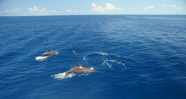 Dolphins swimming in Maldives, Indian Ocean, Asia