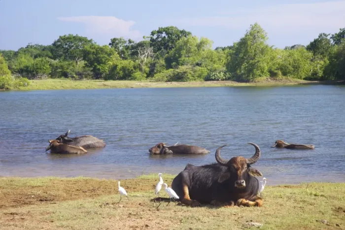 Framed Print : Domestic Asian water buffalo (bubalus bubalis) and egrets, Yala National Park, Sri Lanka, Asia Framed Print : Domestic Asian water buffalo (bubalus bubalis) and egrets, Yala National Park, Sri Lanka, Asia