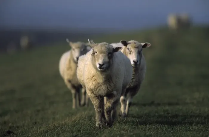 Framed Print : Domestic Sheep Framed Print : Domestic Sheep