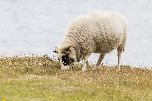Domesticated sheep (Ovis aries), Flatey Island, Iceland, Polar Regions