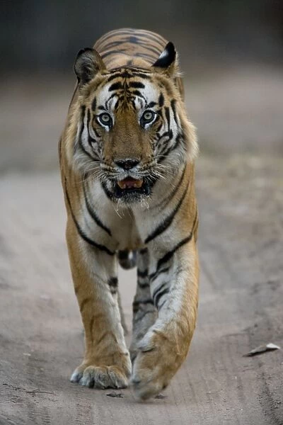 Dominant male Indian Tiger (Bengal tiger). Available as Photo Prints, Wall  Art and other products #1165898