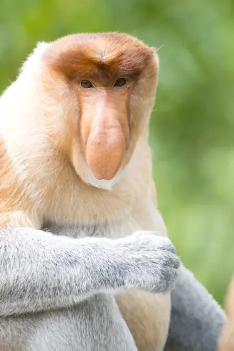 Framed Print : Dominant male proboscis monkey (Nasalis larvatus) has a pendulous nose that covers the mouth and is attractive to females, Labuk Bay Proboscis Monkey Sanctuary, Sabah, Borneo, Malaysia, Southeast Asia, Asia Framed Print : Dominant male proboscis monkey (Nasalis larvatus) has a pendulous nose that covers the mouth and is attractive to females, Labuk Bay Proboscis Monkey Sanctuary, Sabah, Borneo, Malaysia, Southeast Asia, Asia