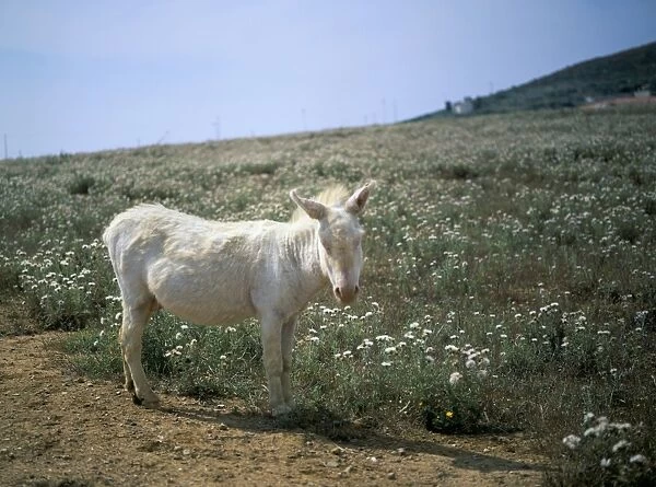 Donkey, Asinara