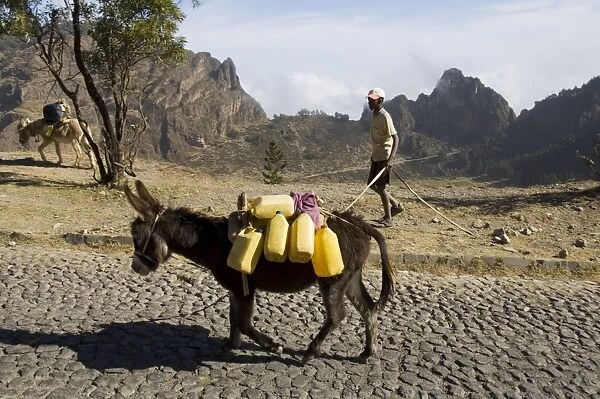 Donkey carrying water, Santo Antao, Cape Verde Islands, Africa