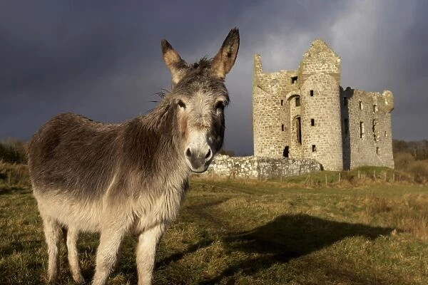 A donkey grazes in front 17th century Monea Castle
