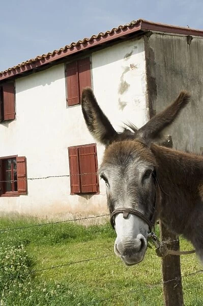 Donkey near St. Jean Pied de Port, Basque country, Pyrenees-Atlantiques
