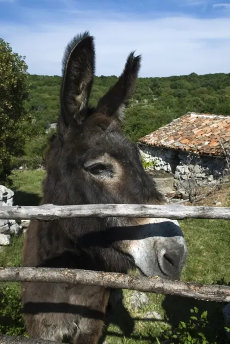 Framed Print : Donkey in rural setting, Cres Island, Kvarner Gulf, Croatia, Europe Framed Print : Donkey in rural setting, Cres Island, Kvarner Gulf, Croatia, Europe