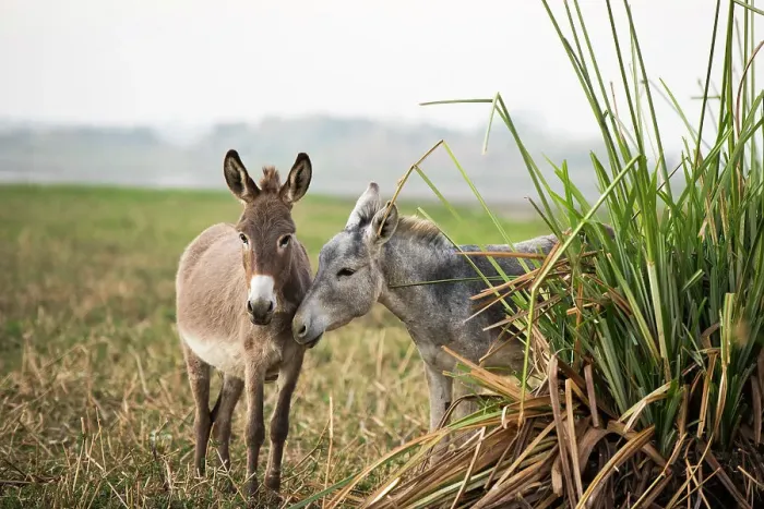 Framed Print : Donkeys on a bank of the Nile, Egypt, North Africa, Africa Framed Print : Donkeys on a bank of the Nile, Egypt, North Africa, Africa